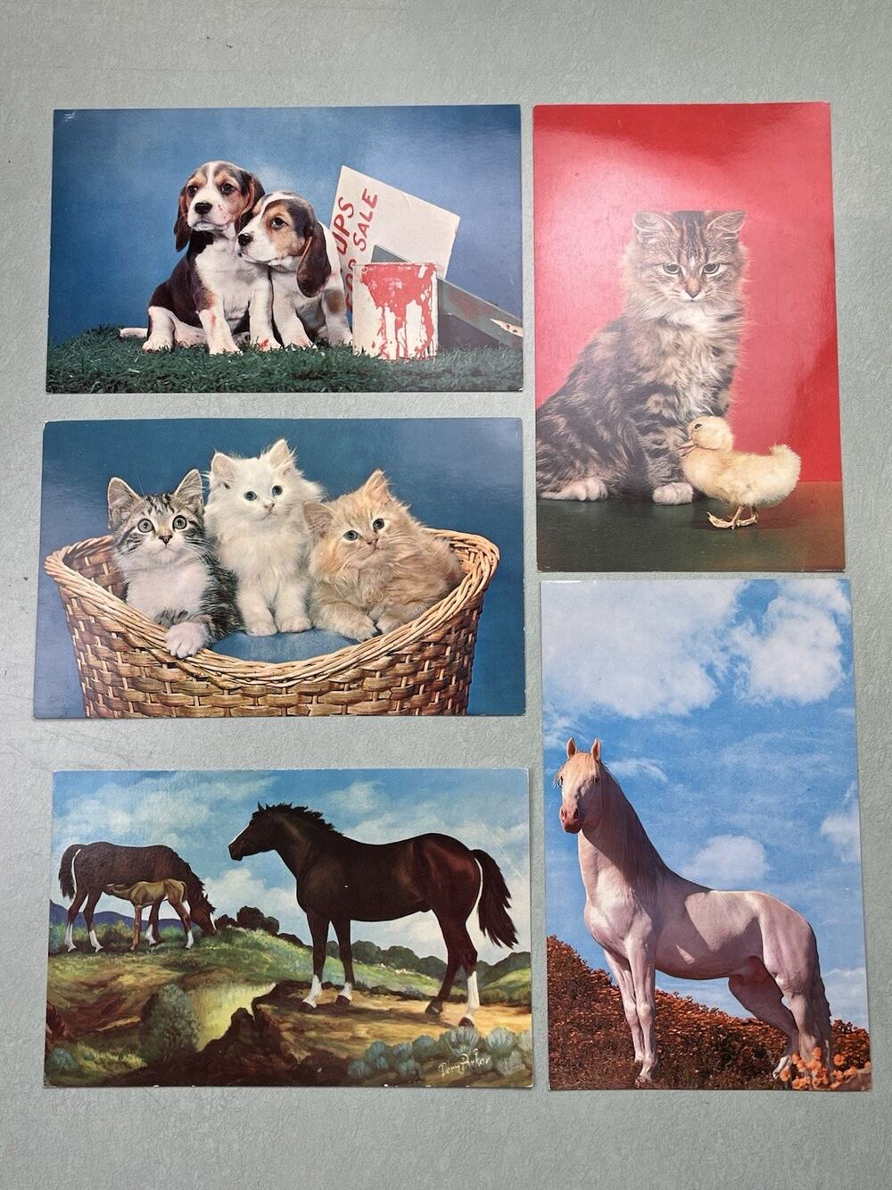 Vintage Post Card Photo Lot Dogs Horse Kitten Duck Cute Adorable Ephemera